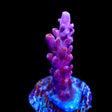 TSA Red Robin Acropora Coral