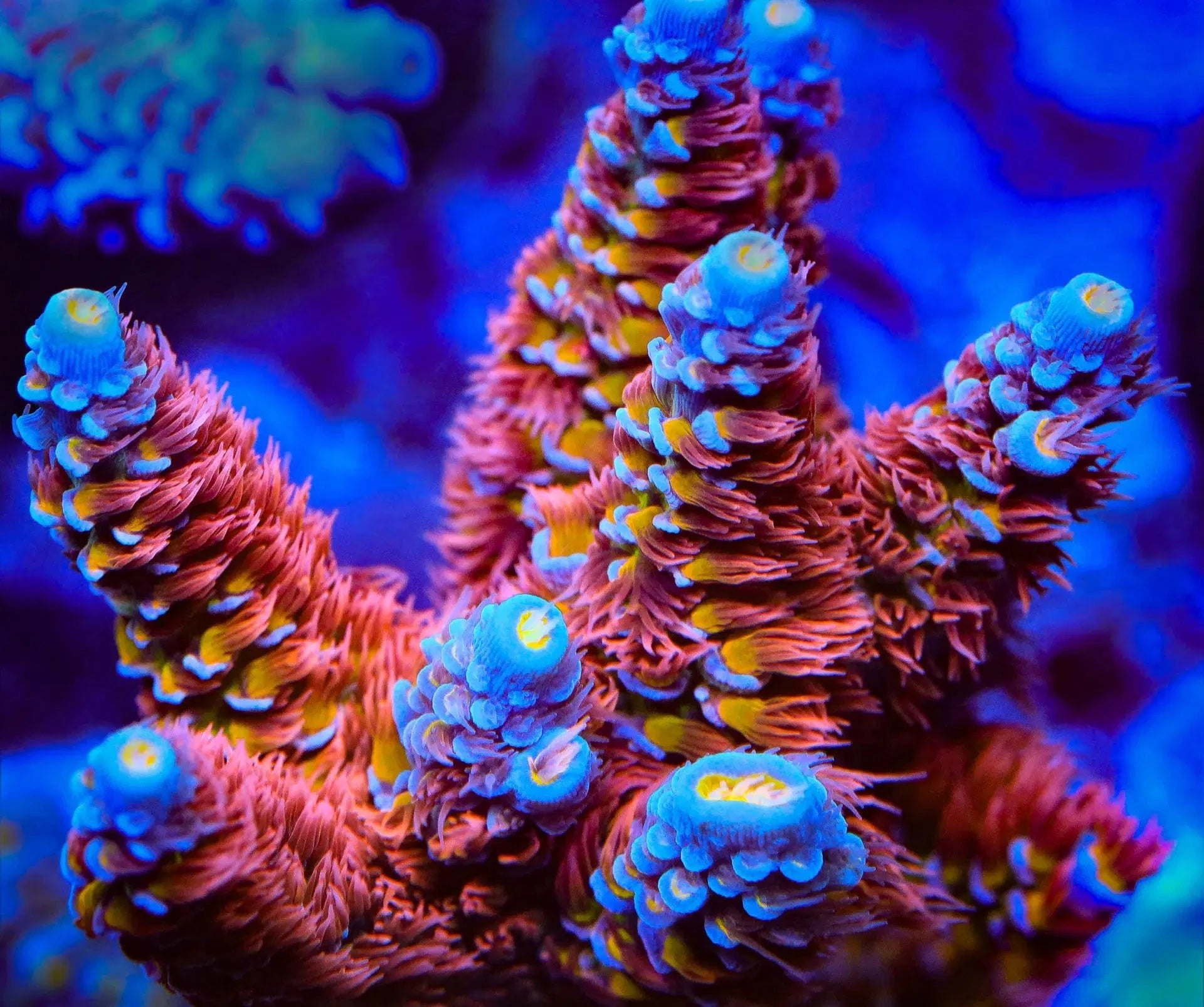 TSA Rocky Balboa Acropora coral