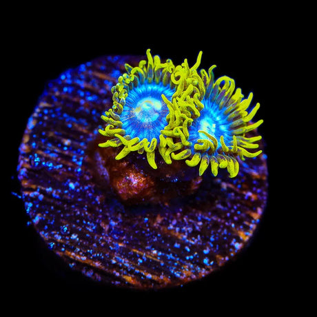 TSA Smurfette Zoanthids Coral