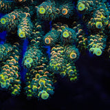 TSA Sour Twist Acropora Coral