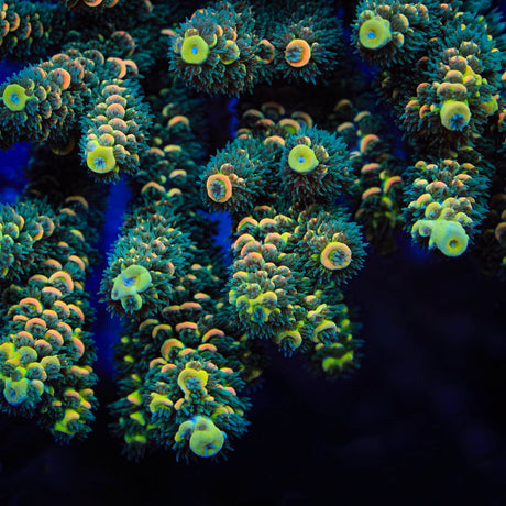 TSA Sour Twist Acropora Coral