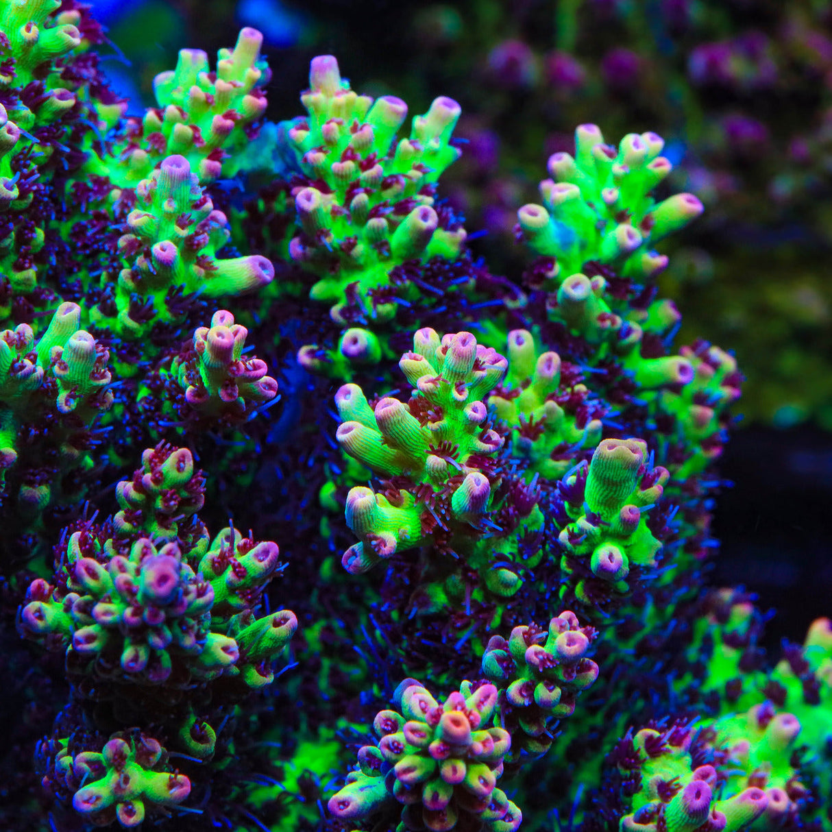 TSA Strawberry Shortcake Acropora Coral