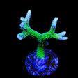 TSA Teal Birdsnest Coral