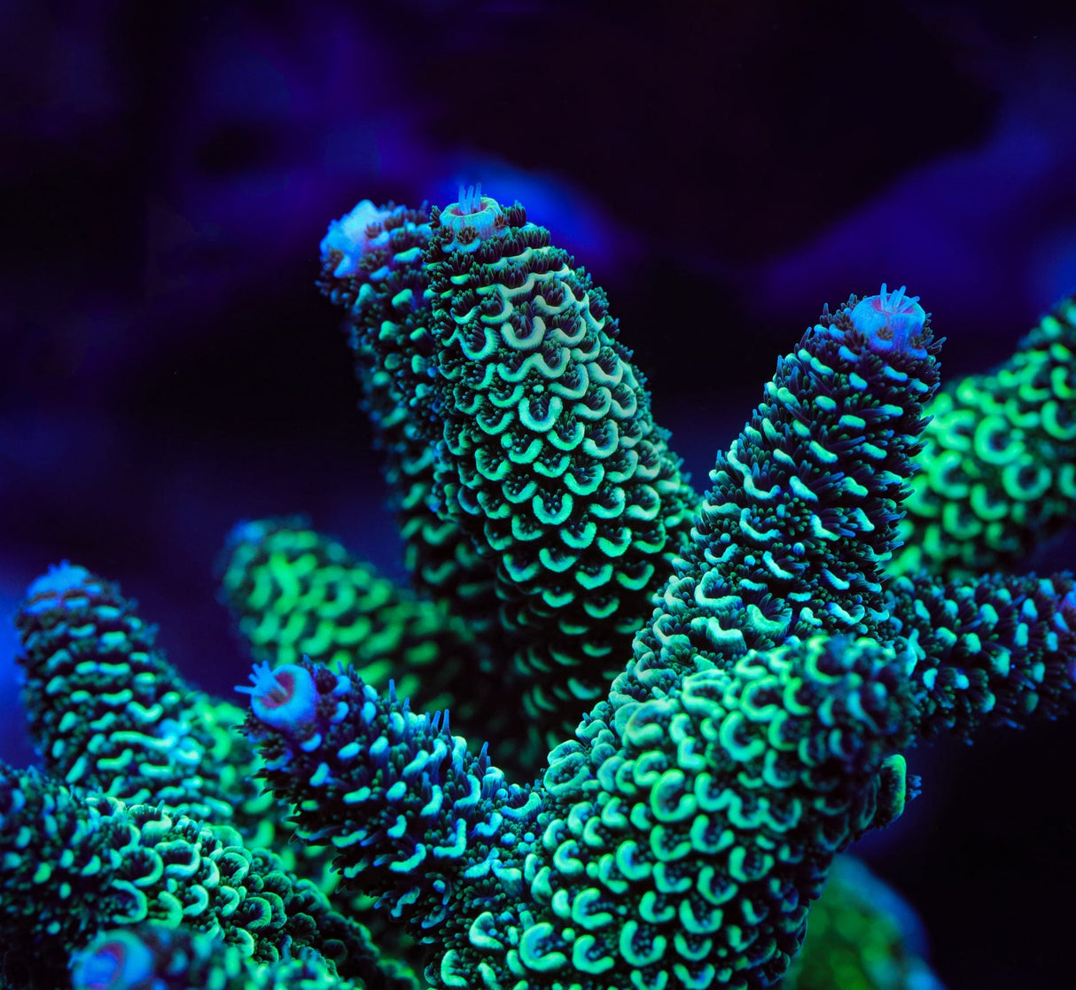 TSA Aqua Matrix Acropora Coral