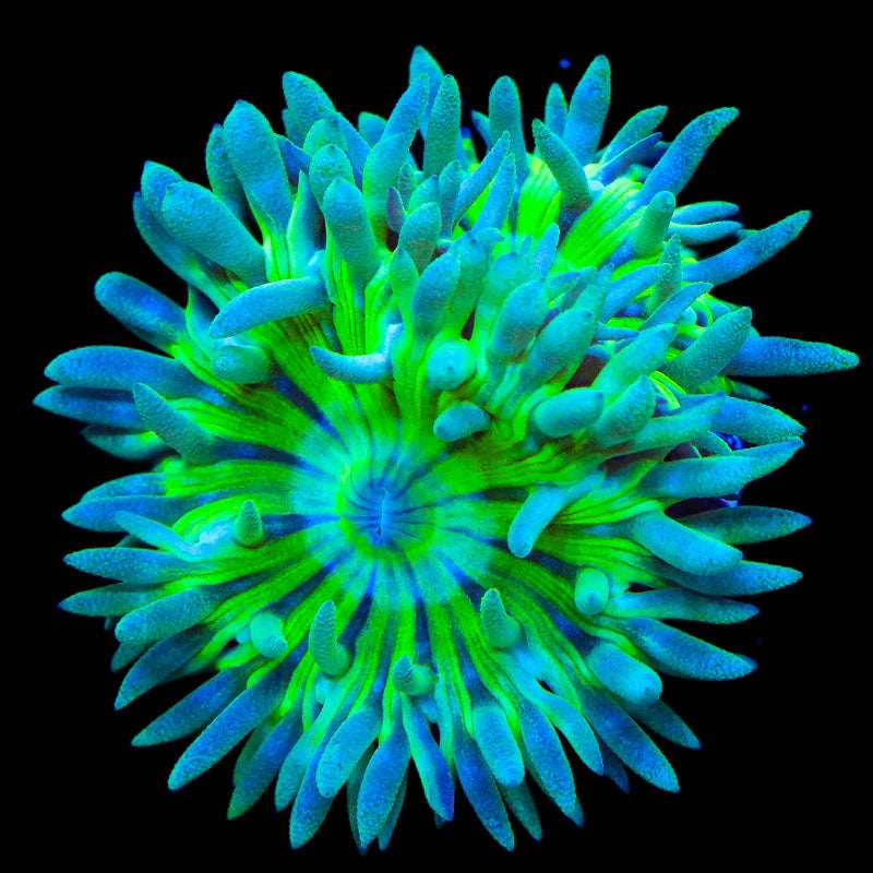 TSA Toxic Pinwheel Duncan Coral