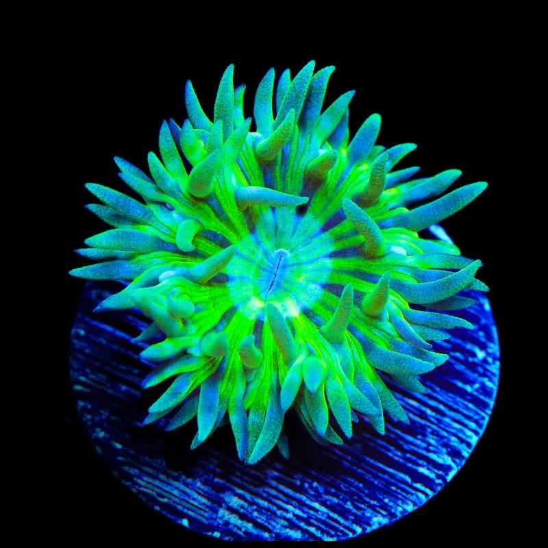 TSA Toxic Pinwheel Duncan Coral