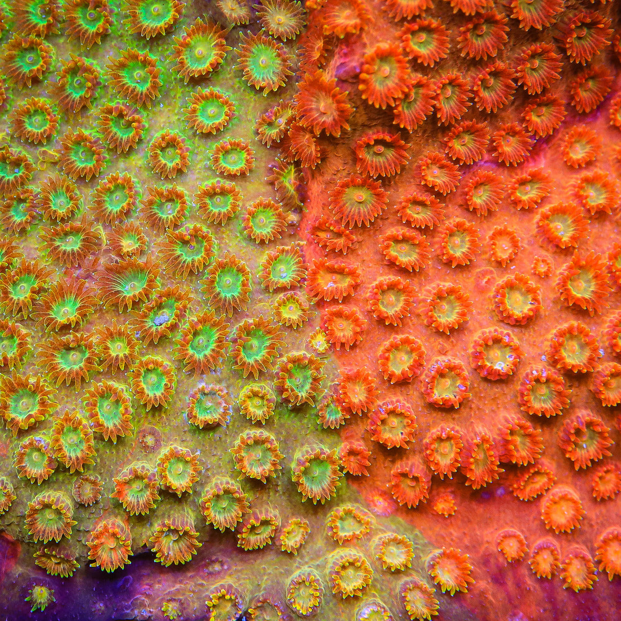 TSA Tropicana Twist Cyphastrea Coral