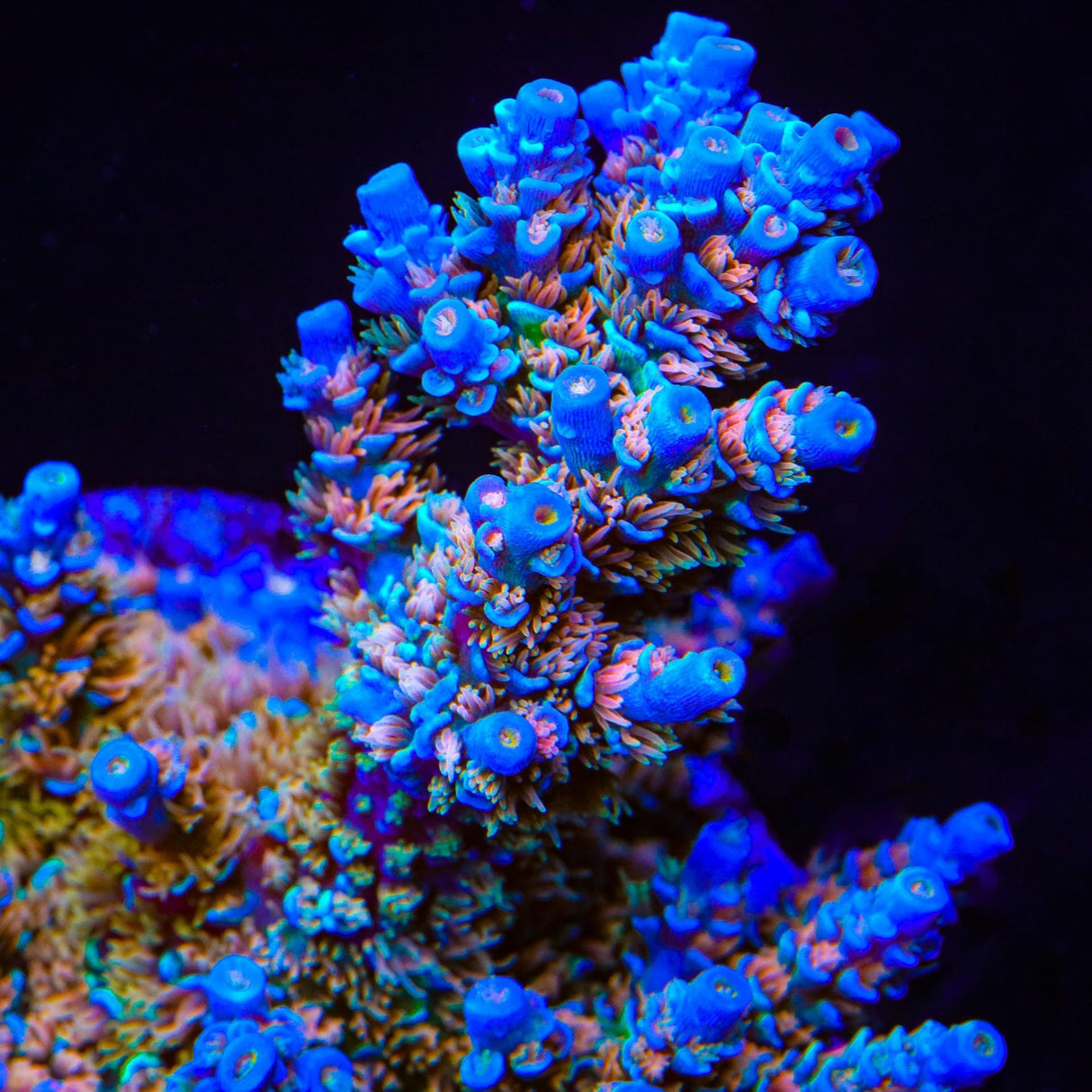 TSA Tsunami Acropora Coral