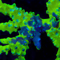 TSA Swamp Thing Grafted Anacropora