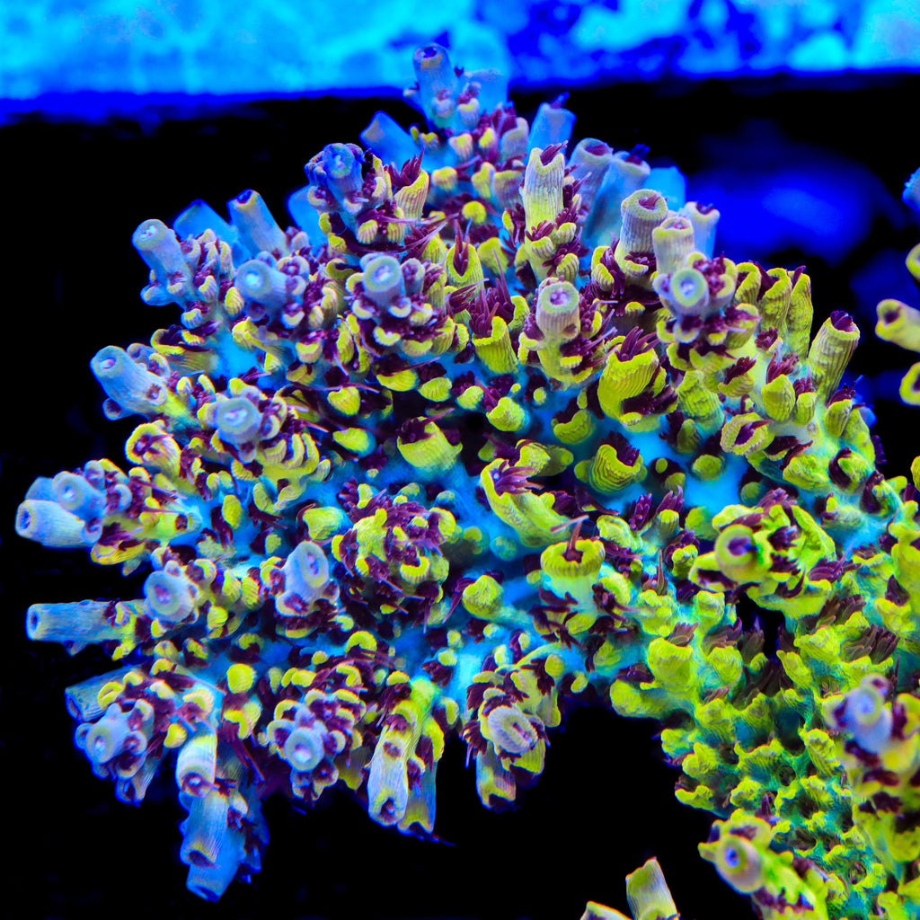 TSA Banana Split Acropora Coral - mother colony
