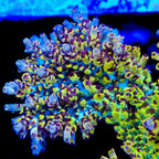 TSA Banana Split Acropora Coral - mother colony