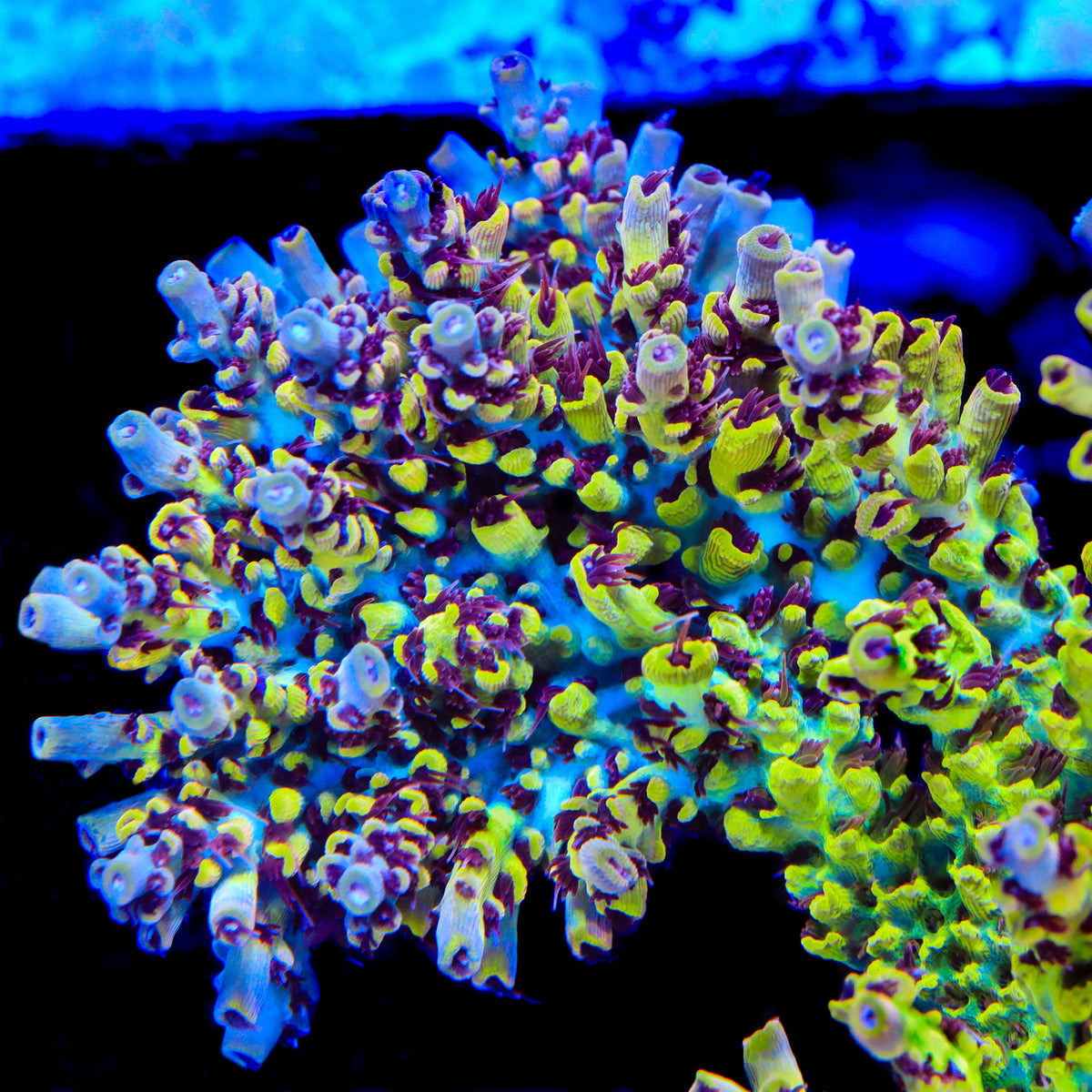 TSA Banana Split Acropora Coral - mother colony