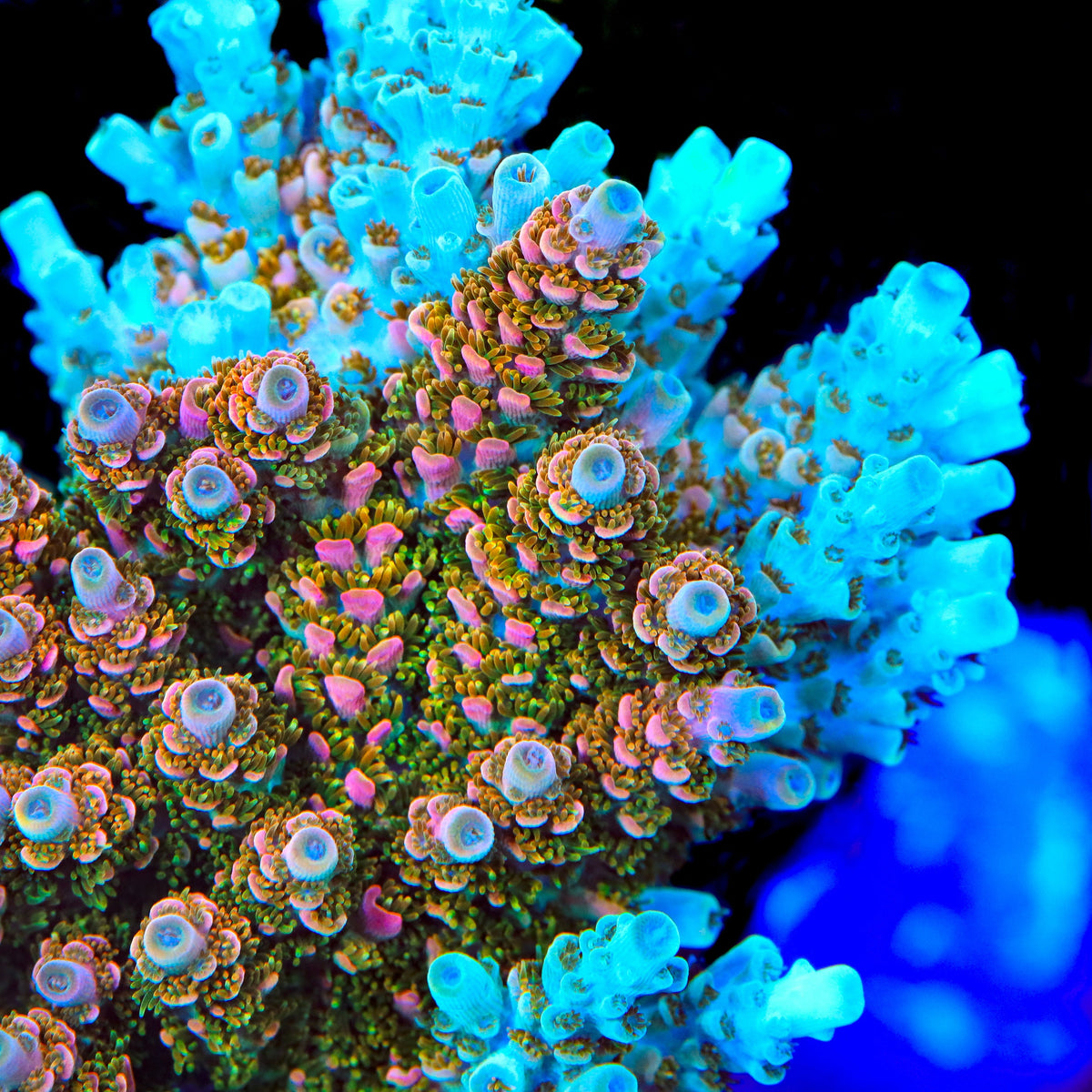 TSA Bill Murray Acropora Coral - mother colony
