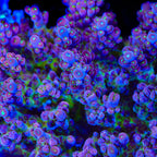 TSA Black Rose Acropora Coral - mother colony