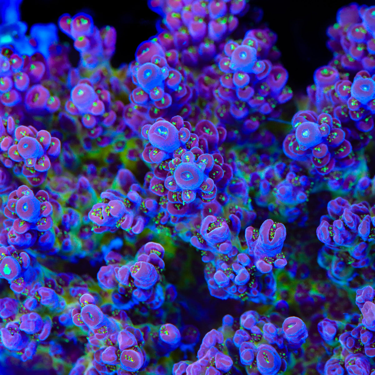 TSA Black Rose Acropora Coral - mother colony