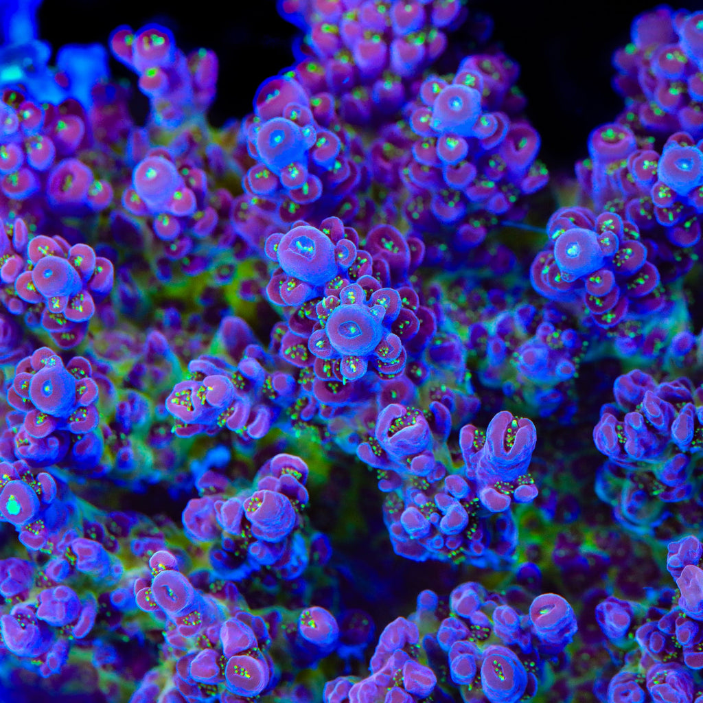 TSA Black Rose Acropora Coral - mother colony