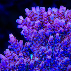 TSA Blood Spear Acropora Coral - mother colony
