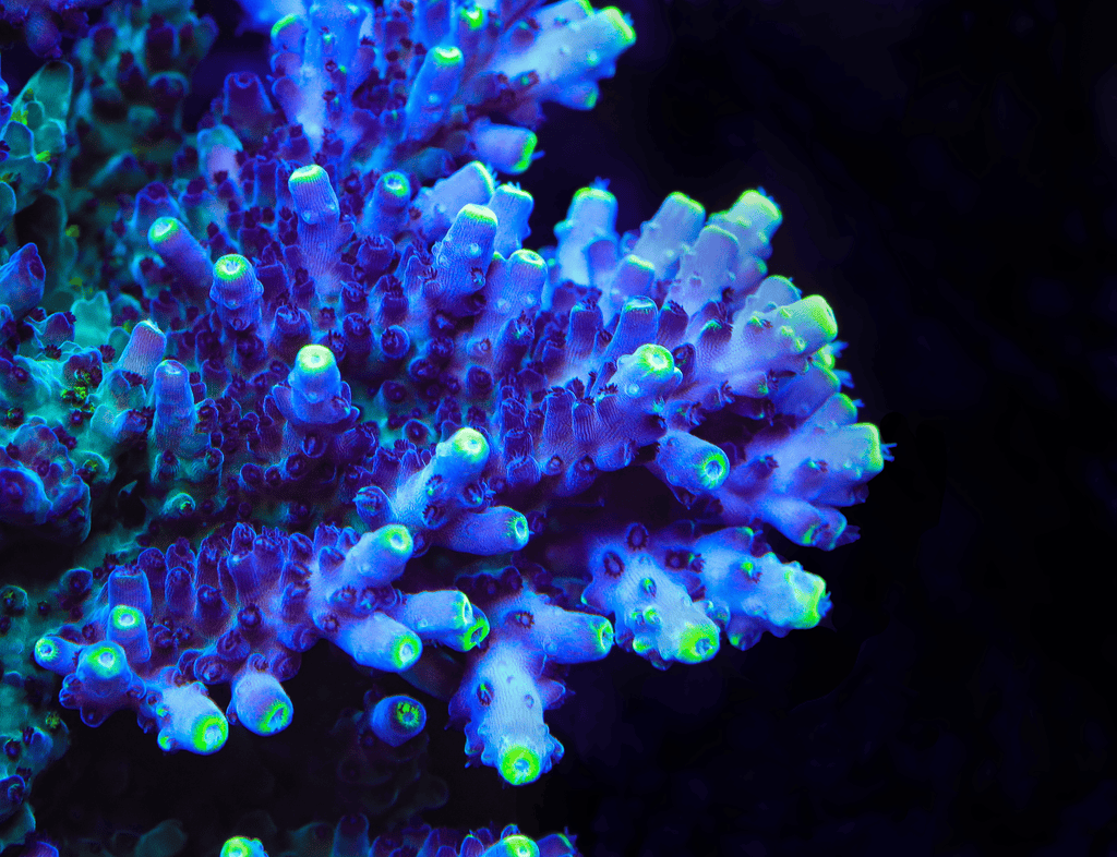 TSA Blue Flame Acropora XL Frag Coral - mother colony