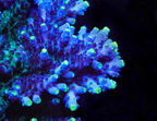 TSA Blue Flame Acropora XL Frag Coral - mother colony