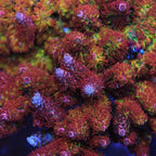 TSA Carolina Reaper Acropora XL Frag Coral - mother colony