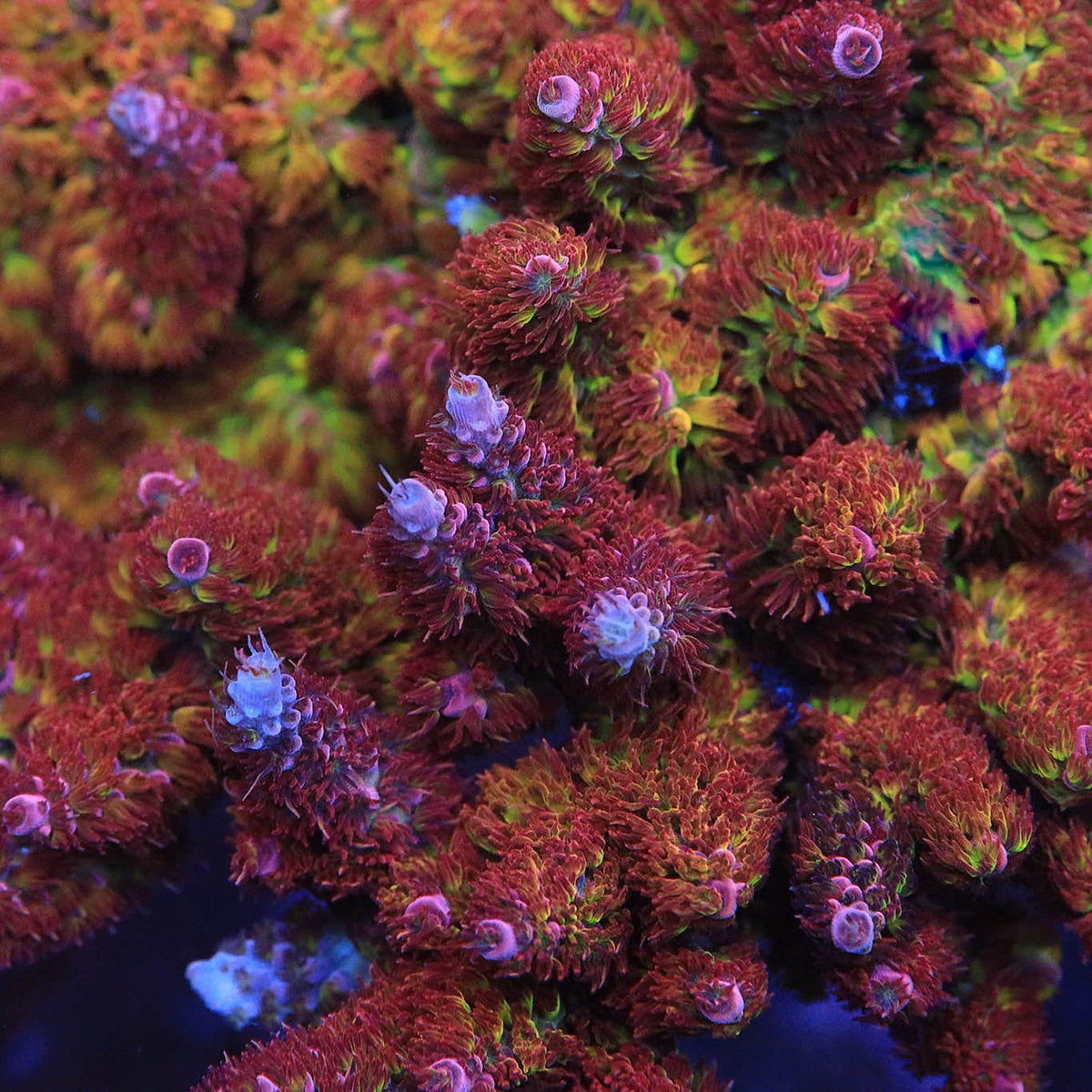 TSA Carolina Reaper Acropora XL Frag Coral - mother colony