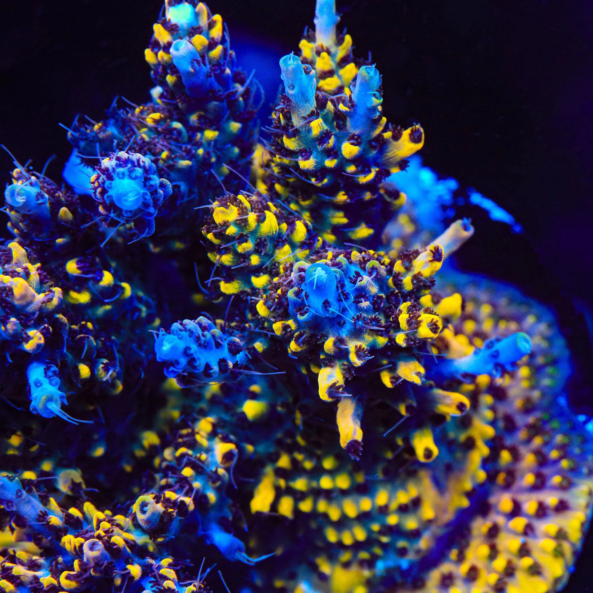 TSA Colonel Mustard Acropora Coral - mother colony