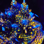 TSA Colonel Mustard Acropora Coral - mother colony