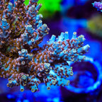 TSA Colt 45 Acropora Coral - mother colony