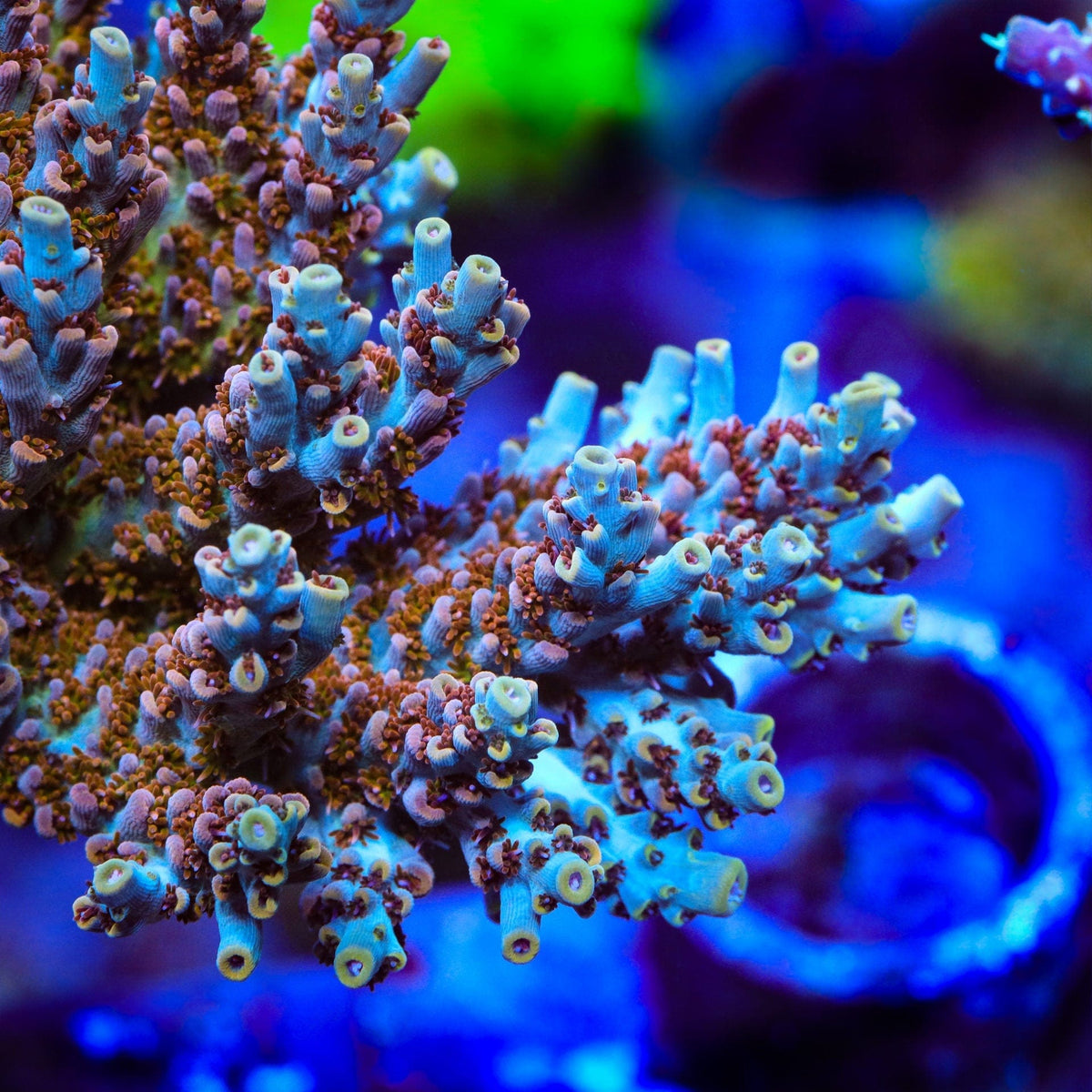 TSA Colt 45 Acropora Coral - mother colony