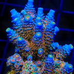 TSA El Scorcho Acropora Coral - mother colony