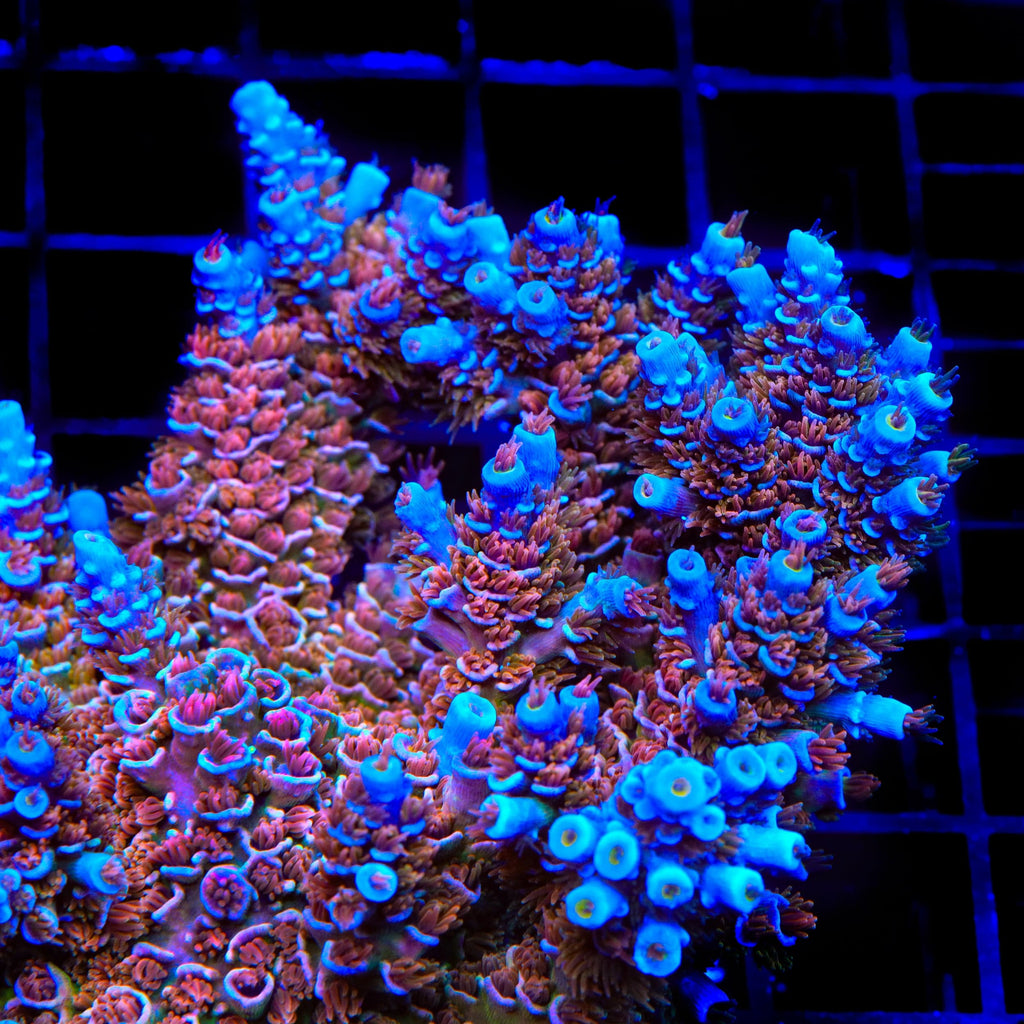 TSA Fire in the Sky Tenuis Acropora Coral - mother colony