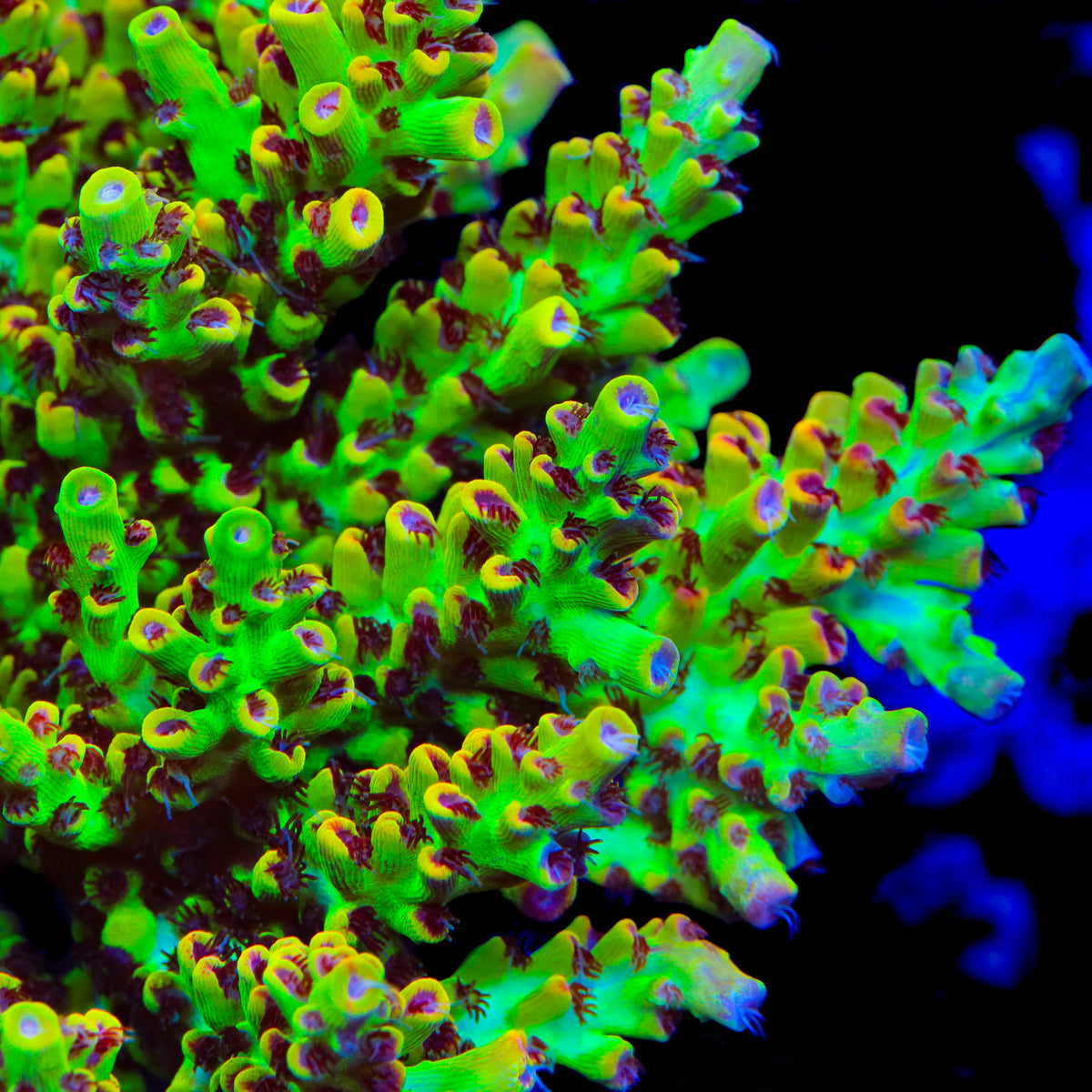 TSA Flame Tip Microclados Acropora Coral - mother colony