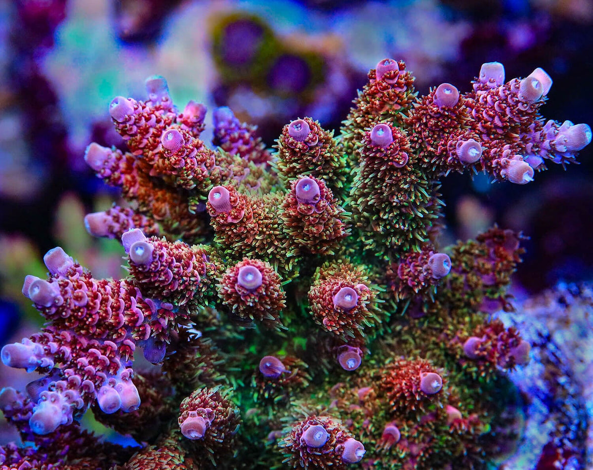 TSA Four Loko Acropora Coral - mother colony