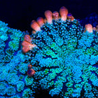 TSA Frankensteins Monster Mushroom Coral - mother colony