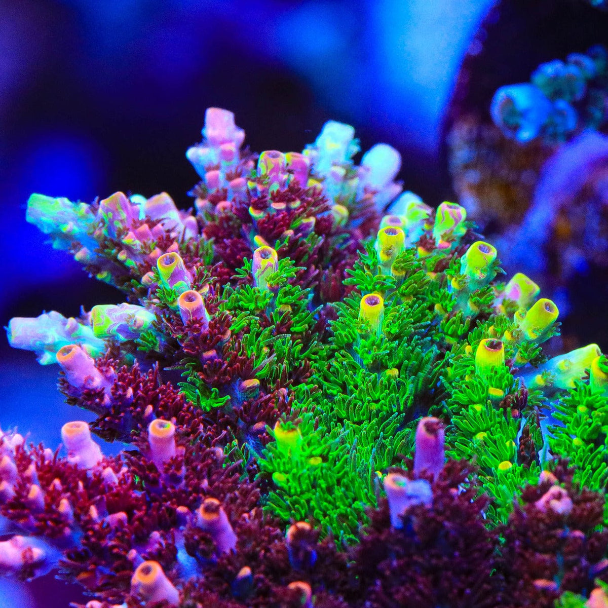 TSA Fruity Splice Acropora Coral - mother colony