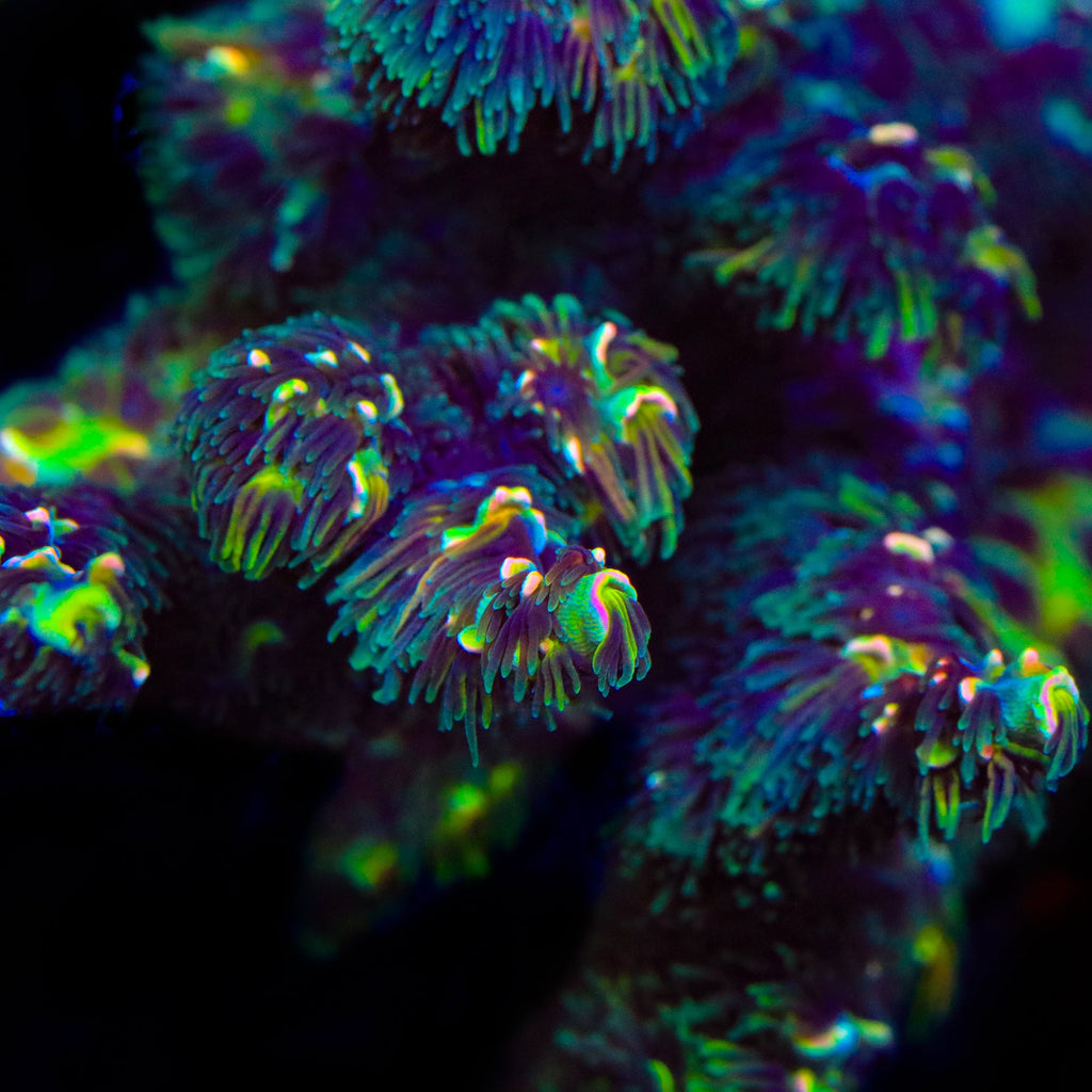 TSA Goldilocks Gumdrop Acropora Coral - mother colony