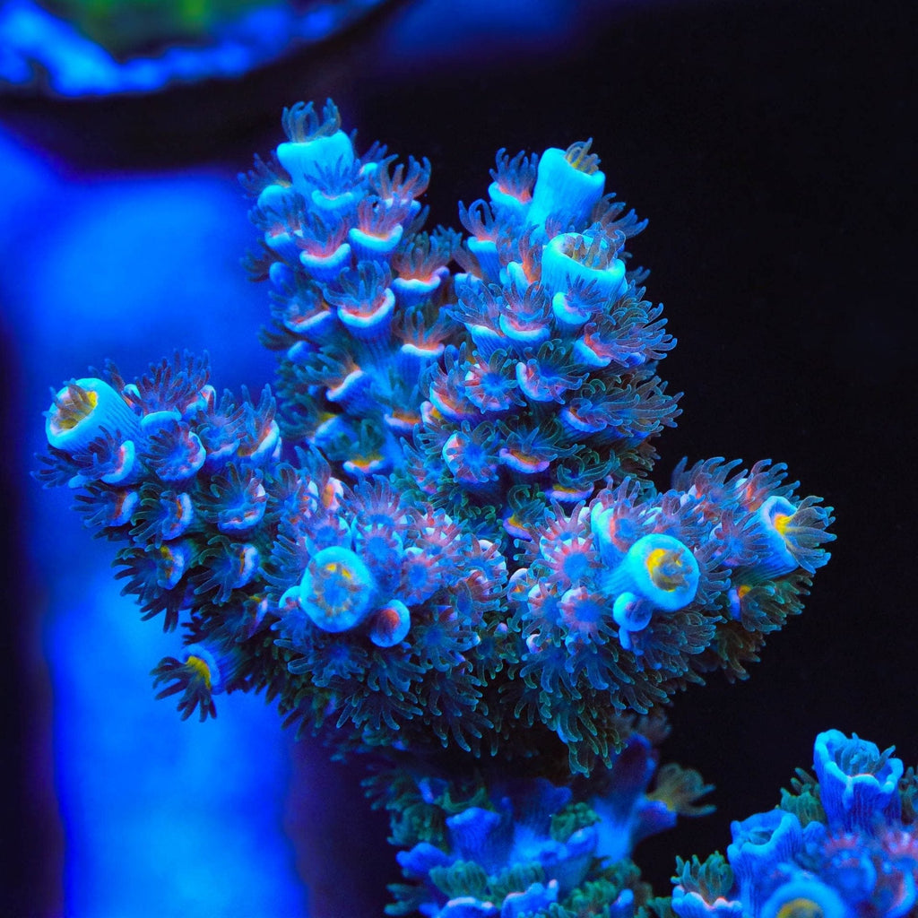 TSA Haymaker Tenuis Acropora Coral - mother colony