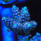 TSA Haymaker Tenuis Acropora Coral - mother colony
