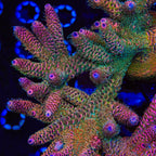 TSA Heaven and Hell Millepora Acropora Coral - mother colony