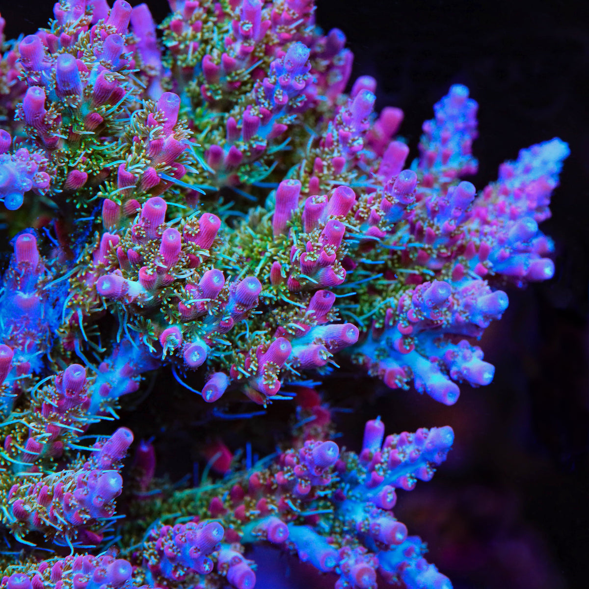 TSA Lavender Haze Acropora XL Frag Coral - mother colony
