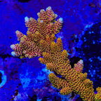 TSA Lion O Acropora Coral - mother colony