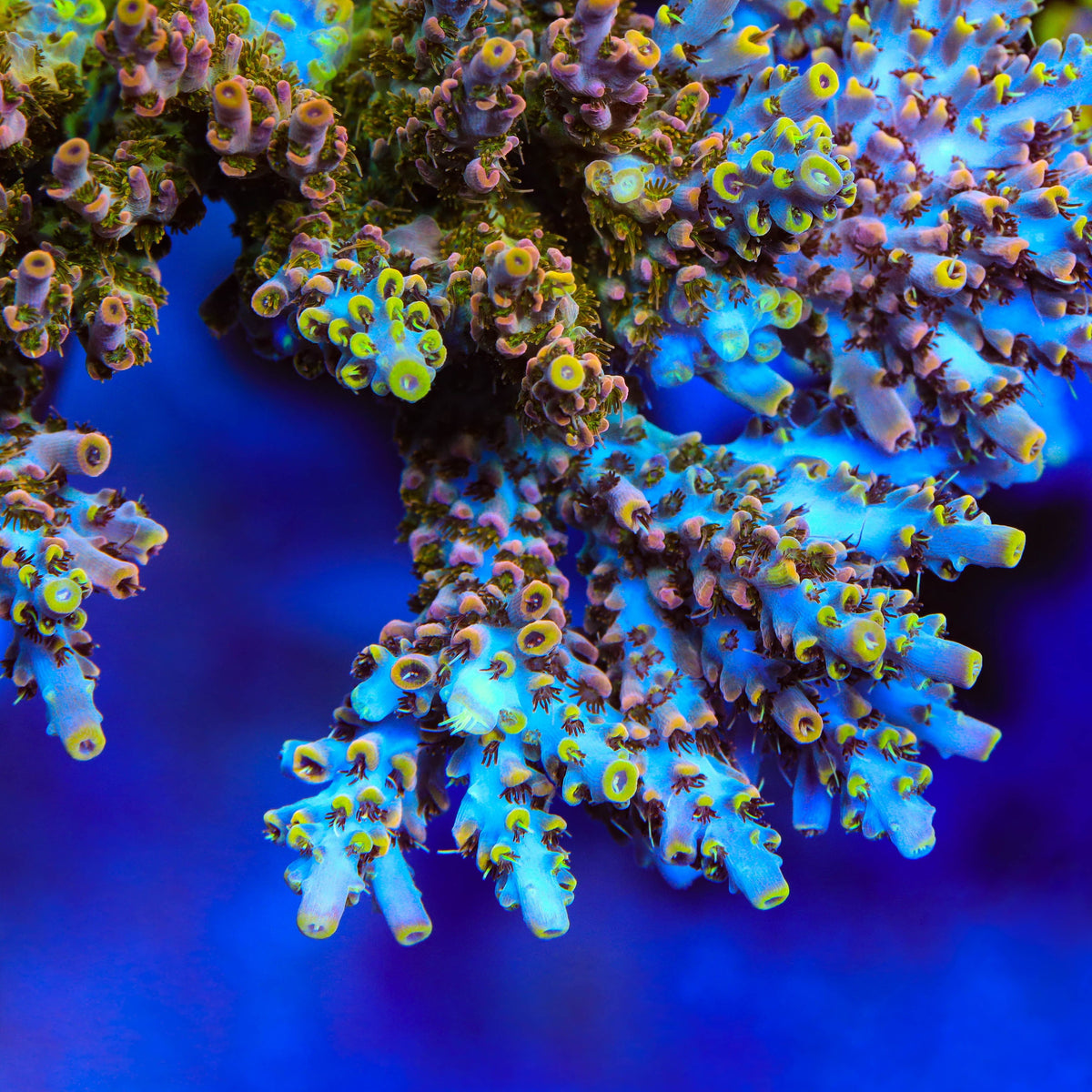 TSA Long Island Acropora Coral - mother colony