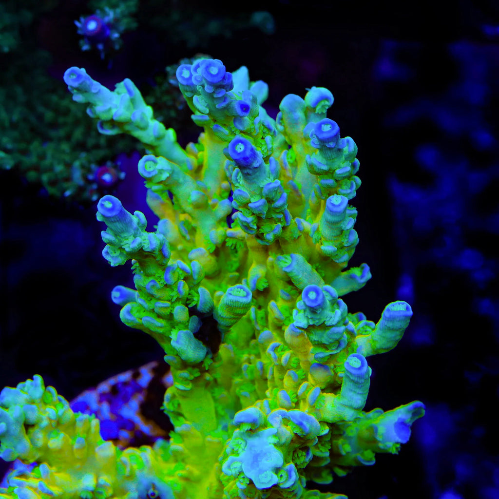 TSA Mimosa Acropora Coral - mother colony
