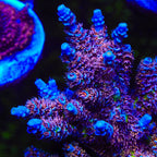 TSA Nebula Tenuis Acropora Coral - mother colony