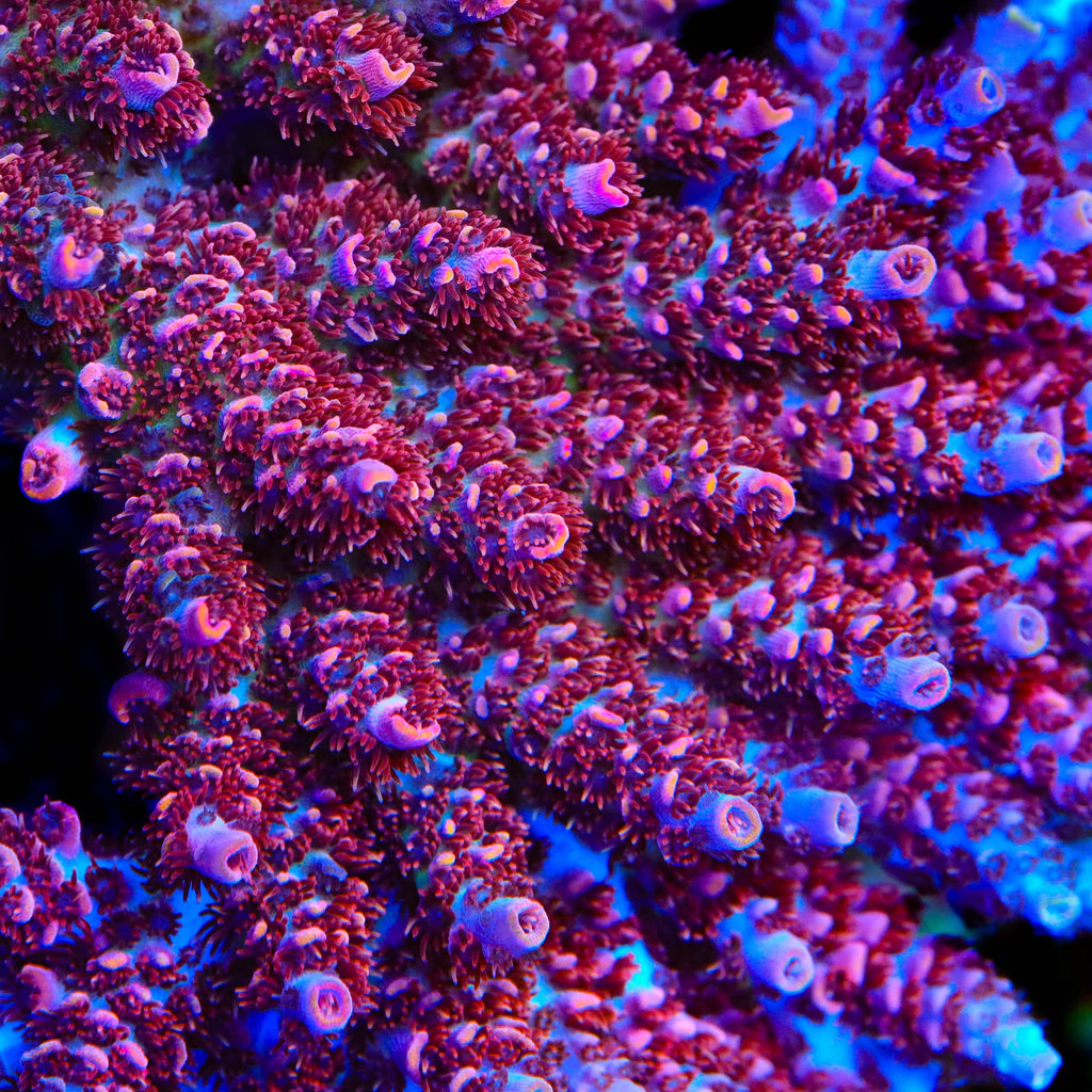 TSA Prairie Fire Acropora Coral - mother colony