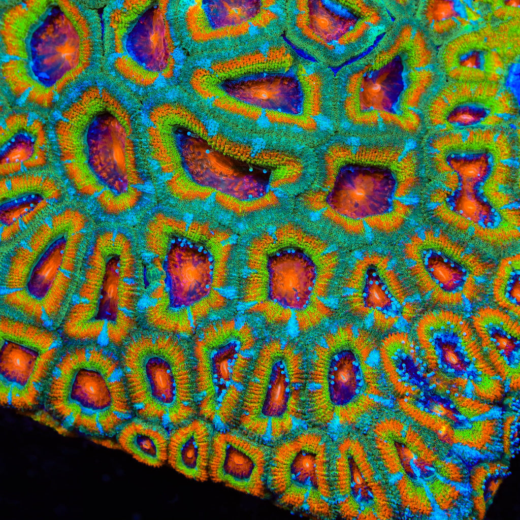 TSA Psycho Troll Micromussa Acan Coral - mother colony