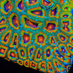 TSA Psycho Troll Micromussa Acan Coral - mother colony