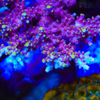 TSA Purple Rain Acropora Coral - mother colony