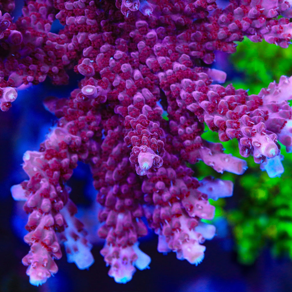 TSA Red Robin Acropora Coral - mother colony
