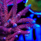 TSA Red Tornado Acropora Coral - mother colony
